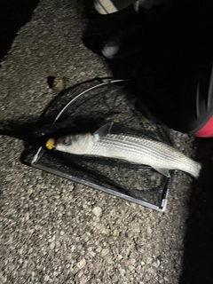 ボラの釣果