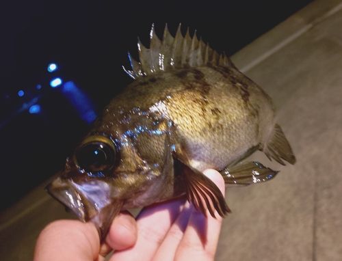 メバルの釣果