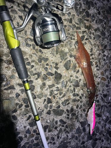 ヤリイカの釣果