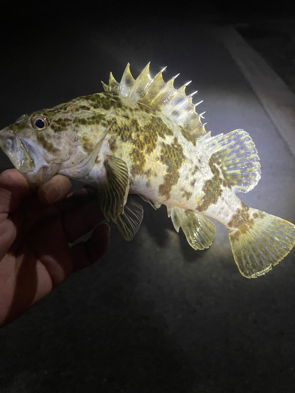 タケノコメバル