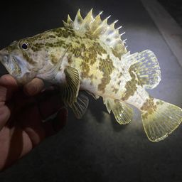 タケノコメバル