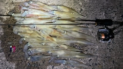 ヤリイカの釣果
