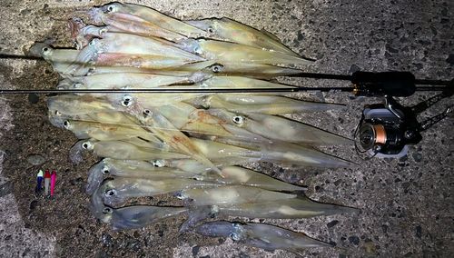ヤリイカの釣果