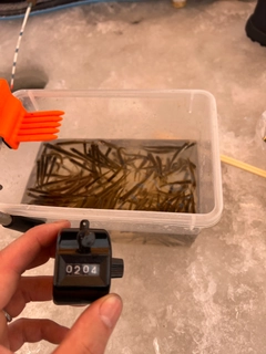 ワカサギの釣果