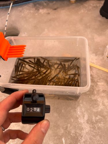 ワカサギの釣果