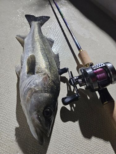 東京湾（アクアライン〜富津）