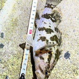 タケノコメバル