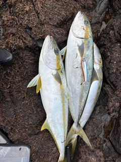 ヒラマサの釣果
