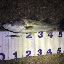 フッコ（マルスズキ）