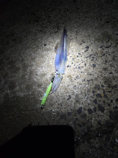 ササイカの釣果