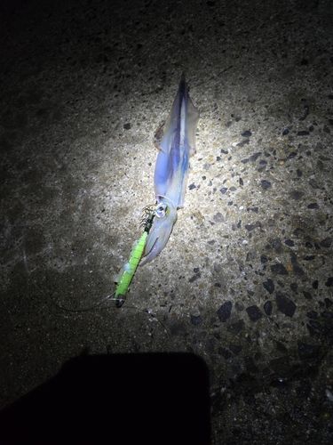 ササイカの釣果