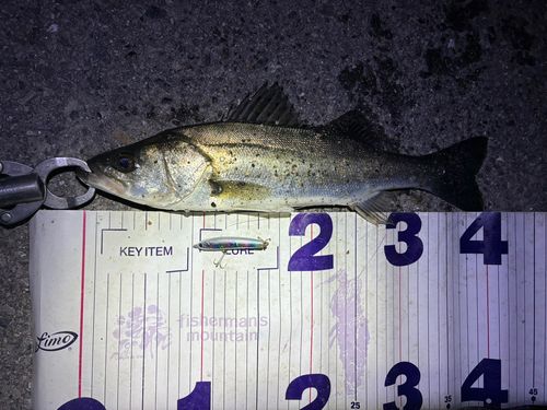 フッコ（マルスズキ）の釣果