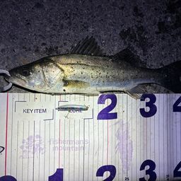 フッコ（マルスズキ）