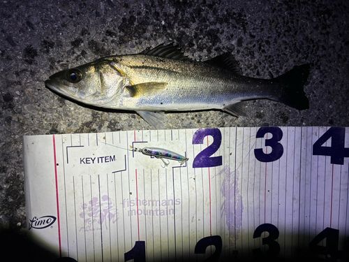 フッコ（マルスズキ）の釣果