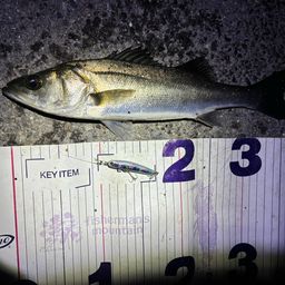 フッコ（マルスズキ）