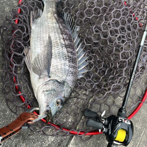 チヌの釣果