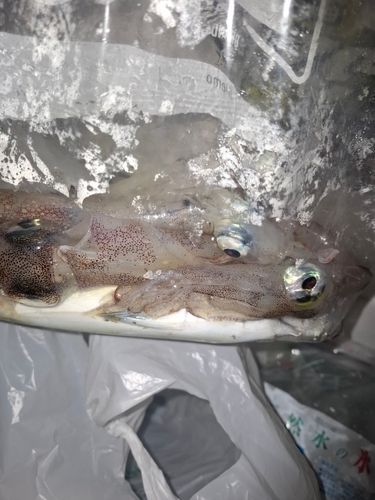 ヤリイカの釣果