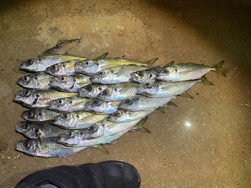 アジの釣果
