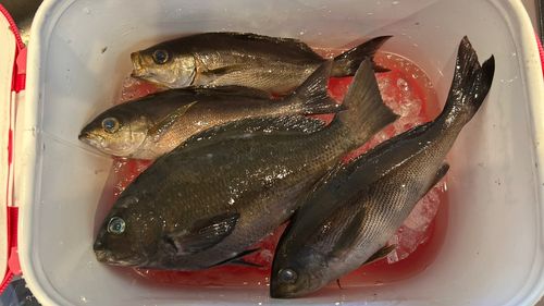 クチブトグレの釣果