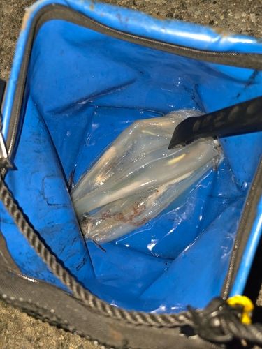 ヤリイカの釣果