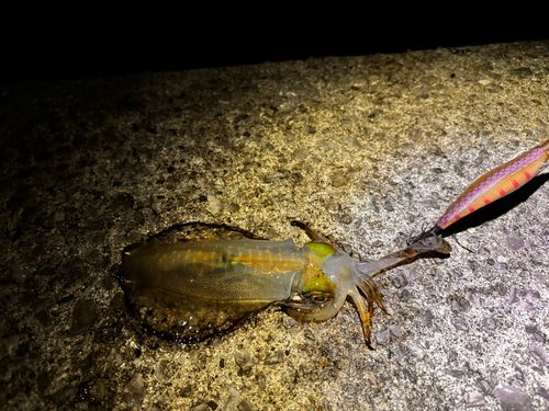 アオリイカの釣果