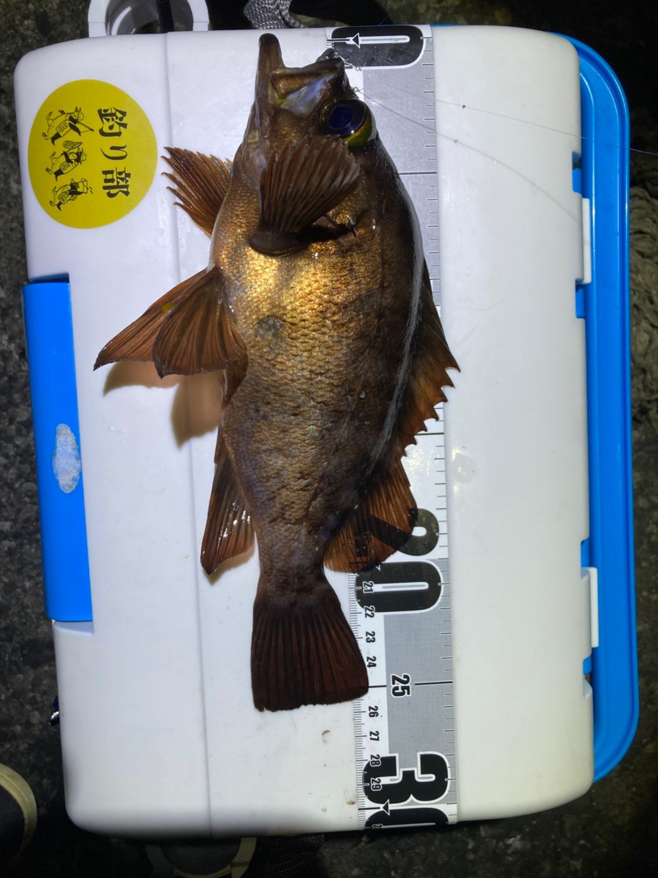 MajorCraft 鯵道 5G AD5-S502L/AJIの最安値・インプレ・釣果 | 本音の