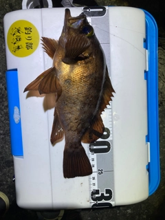 アカメバルの釣果