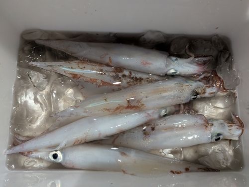 ササイカの釣果