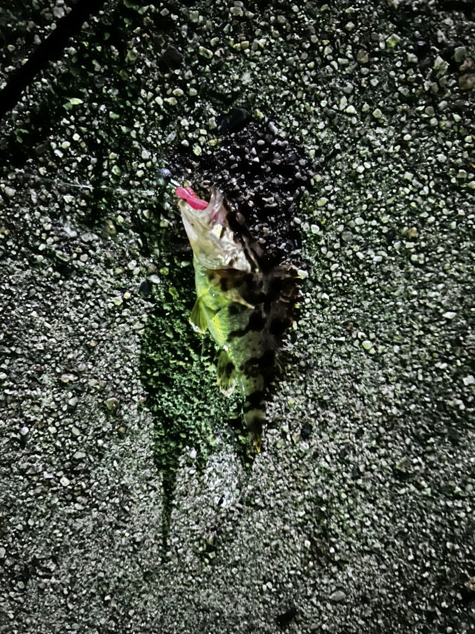 タケノコメバル