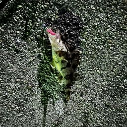 タケノコメバル