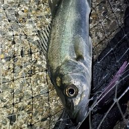 セイゴ（マルスズキ）