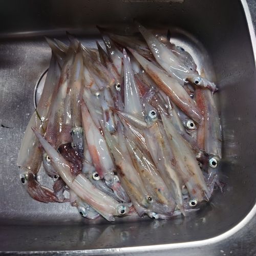 ヤリイカの釣果