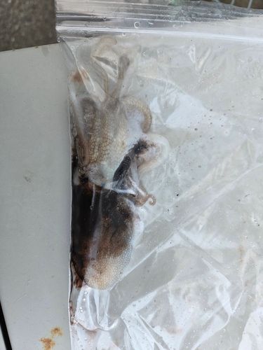 イイダコの釣果