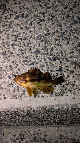 周防大島（屋代島）