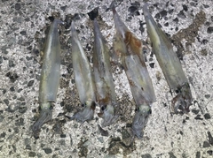 ヤリイカの釣果