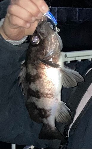 東京湾（アクアライン〜富津）