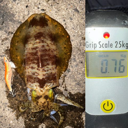 アオリイカの釣果