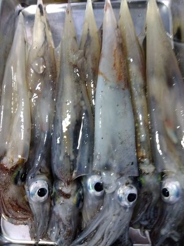 ササイカの釣果