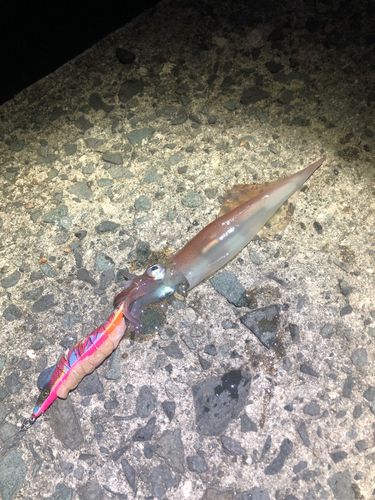 浜田マリン大橋