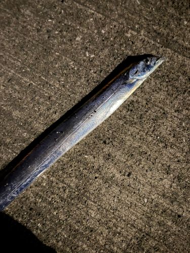 タチウオの釣果