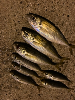 アジの釣果