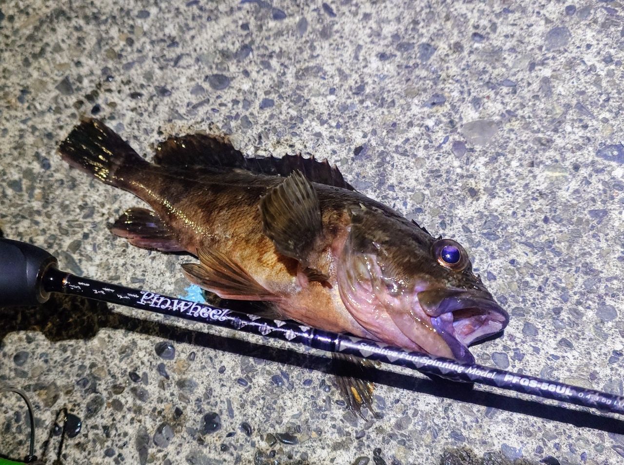 PALMS ピンウィール PFGS-56ULの最安値・インプレ・釣果 | 本音の