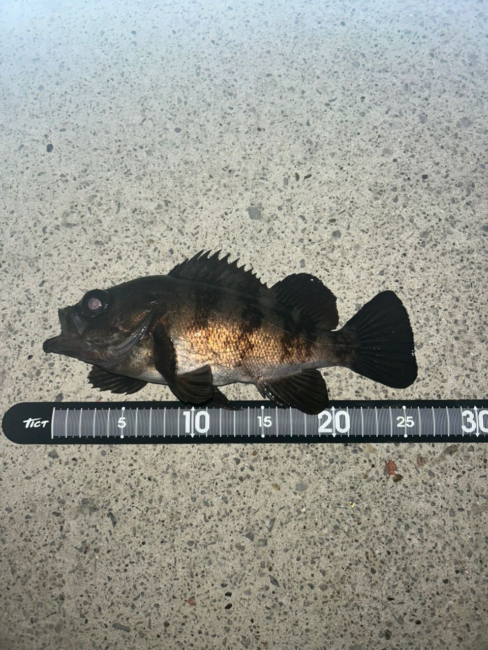 Gamakatsu ラグゼ 宵姫 爽 S78M-solidの最安値・インプレ・釣果 | 本音