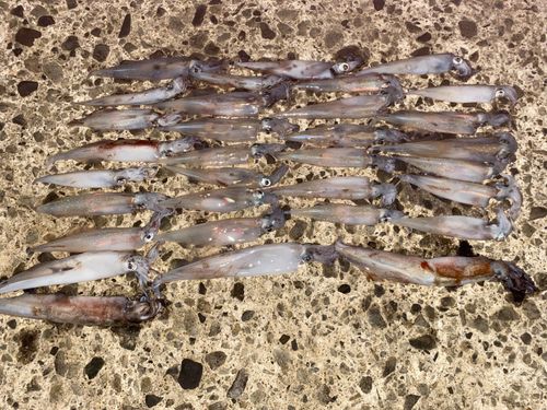 ササイカの釣果