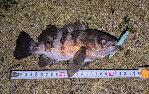 シロメバルの釣果