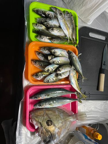 アジの釣果