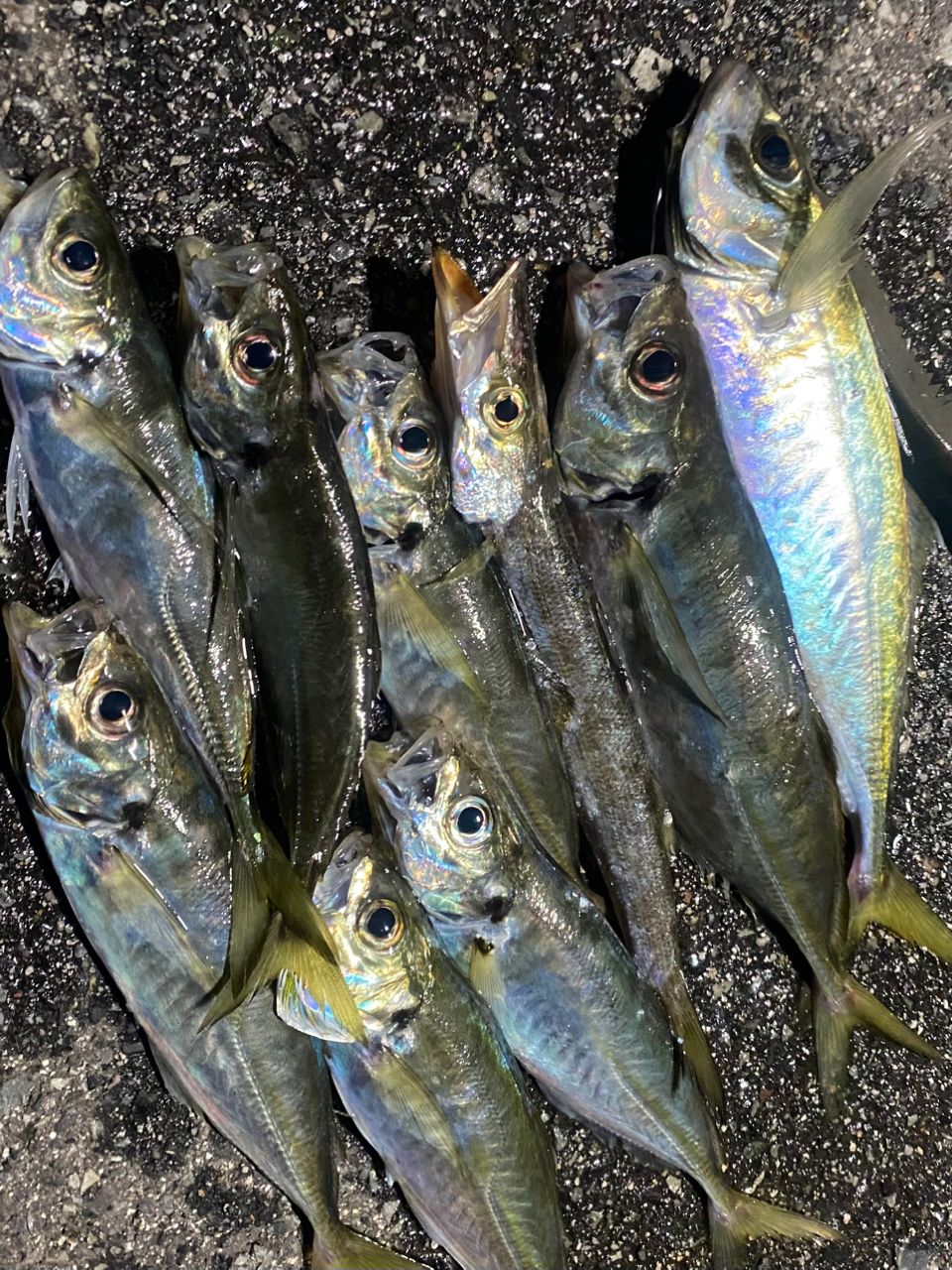 DAIWA メバリング X 2016年モデルの最安値・インプレ・釣果 | 本音の