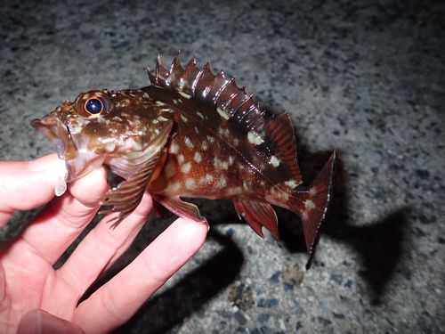 セントレア常滑港前島