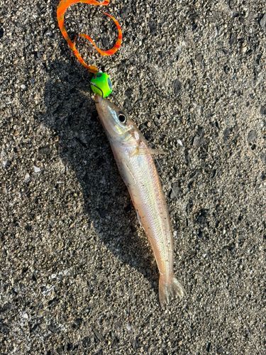 シロギスの釣果