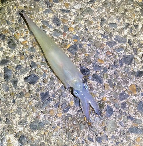 ヤリイカの釣果